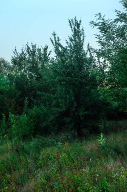 Ormanda yeşil çimenler