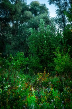 Ağaçları ve yeşil otları olan güzel bir manzara.