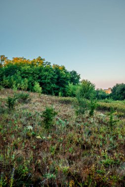 Ormanda bir ağacı olan güzel bir manzara.
