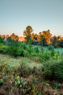 Ormanda bir ağacı olan güzel bir manzara.