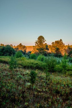 Ormanda bir yaz akşamında gün batımı