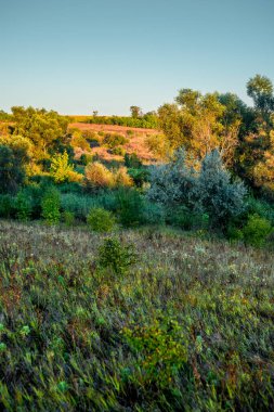 Yazın bir tarlası olan manzara.