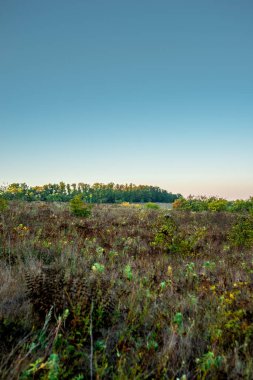 Ormanda güzel bir gün batımı