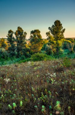 Çam ağaçlarıyla bataklıkta gün batımı