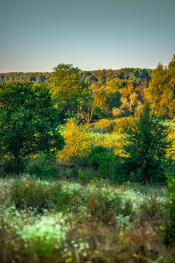 Ağaçlar ve ormanlarla dolu sonbahar manzarası