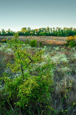 Bir ormanın arka planında küçük beyaz çiçekli ve bulutlu bir gökyüzü.