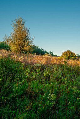 Kırsaldaki renkli yaz manzarası