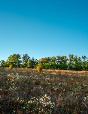 Sonbahar manzarası, bir ağaç ve sarı çimen tarlası.