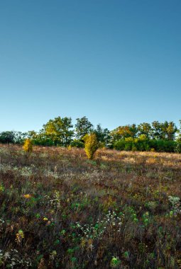 Ormanda bir ağaçla sonbahar manzarası