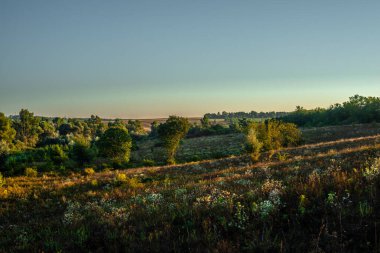 Gün batımında, ormanın ortasında bir alanın dikey görüntüsü.