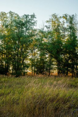 Ormandaki bir ağacın dikey görüntüsü