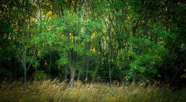 Ağaçlar ve ormanlarla dolu sonbahar manzarası
