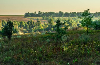 Yeşil tarlaları, ağaçları ve otları olan yaz manzarası