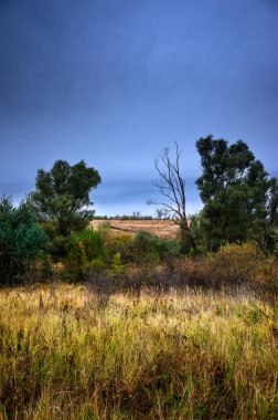 Ağaçlar ve ormanlarla dolu güzel bir manzara.