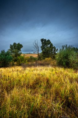 Kırsal alanda ağaçlar ön planda.