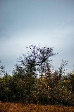 Doğanın güzel manzarası