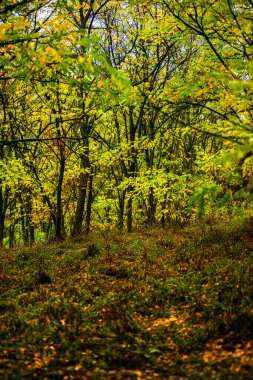 Parktaki sonbahar ormanı