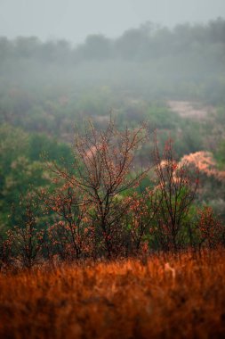 Parkta sisli sonbahar ağaçları.