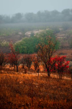 Kırmızı ağaçlı sonbahar manzarası