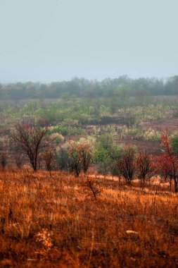 Ağaçlı ve ağaçlı güzel bir manzara.