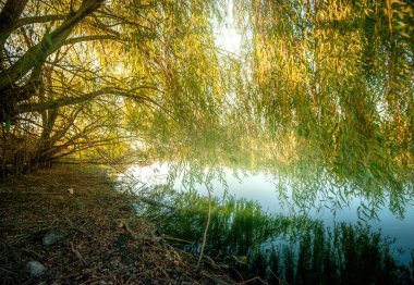 Nehir ve ormanlı güzel bir manzara.