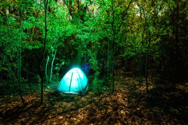 Işık ve parlayan lamba ile gece ormanı