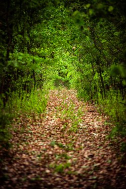 Sonbahar ormanı, sonbaharda ağaçlar, mevsimlik arka plan