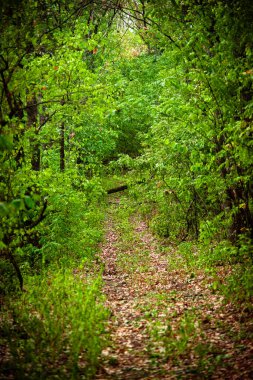 Güzel yeşil bahar ormanı
