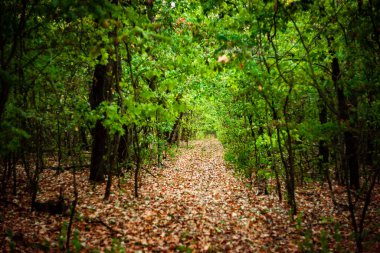 Yeşil yapraklı orman yolu