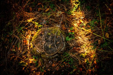 Arka planda bulanık bir ağaç gövdesinin yakın plan görüntüsü.