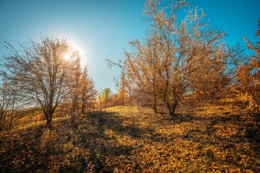 Güzel sonbahar yatay, renkli orman