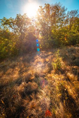 Ormanda sonbahar manzarası