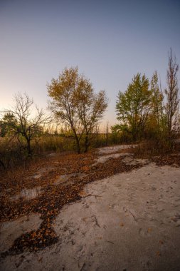Sarı yapraklı sonbahar manzarası, sonbahar mevsimi