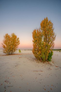 Ağacı ve gölü olan güzel bir manzara.