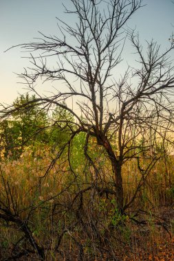 Ormandaki güzel bir ağaç görüntüsü.