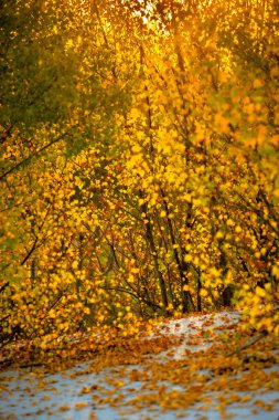 Sarı yapraklı sonbahar ormanı