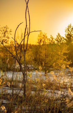 Ormanda bir ağacı olan güzel bir manzara.
