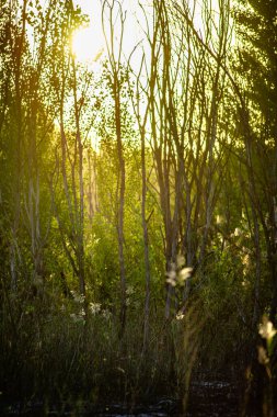 Önplanda ağaçlar ve bitkiler olan yaz manzarası