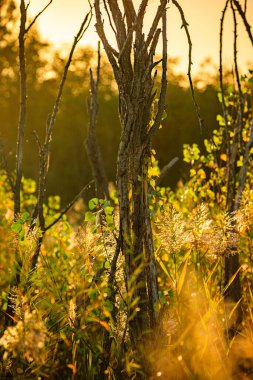 Parkta güzel bir gün batımı