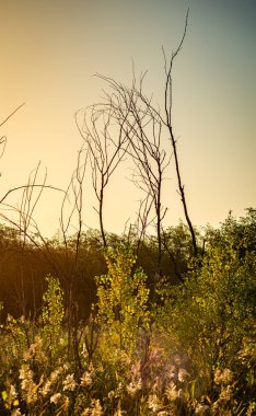Kırsal kesimde güzel bir ağaç tarlası görüntüsü.