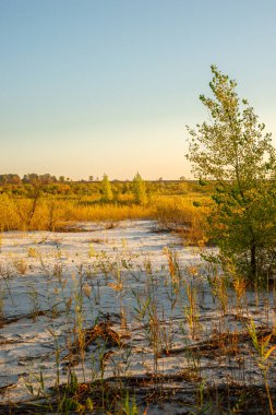 Ormanın güzel manzarası