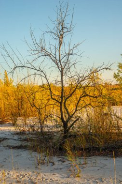 Kuru bir bataklıkta ölü bir ağaç.