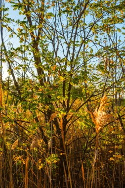 Ormanda sonbahar yaprakları