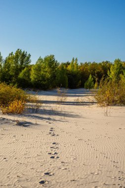 Güneşli bir günde Letonya 'da Baltık Denizi' nin kumlu plajı