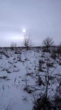 Yalnız ağaçlı bir kış tarlası