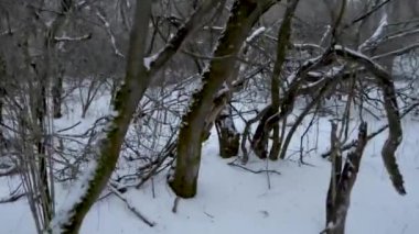 Kış manzarası, parkta karla kaplı ağaçlar. Kışın ilk karı. Park karla kaplı.