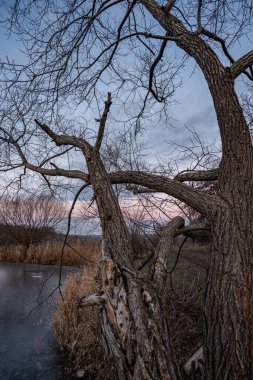 Sudaki ağaç dallarının güzel bir görüntüsü.