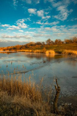 Bir ağaç ve gölü olan sonbahar manzarası