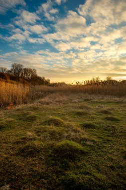 Bir alanın dikey görüntüsü ve günbatımının arka planında bir ağaç.