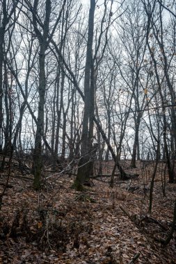 Sonbaharda ormanda bir sürü ağaç olan güzel bir ağaç gövdesi.